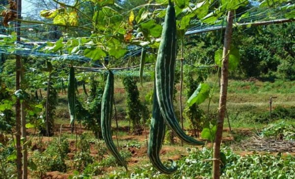 Snake Gourd Cultivation Method in Bangla