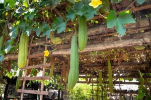 Sponge Gourd Cultivation Method in Bangla