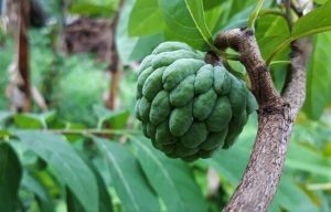 Sugar Apple Cultivation Method in Bangla