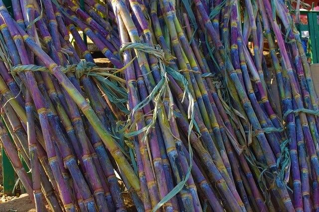 Sugarcane Cultivation Method in Bangla