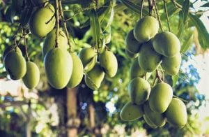 Ways to Protect Mango Buds and Mangoes
