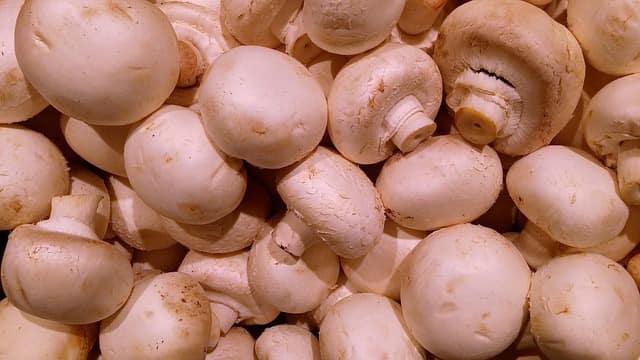 Mushroom Farming Business in Bengali